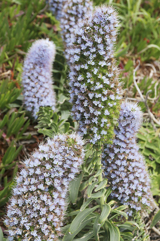 马德拉的骄傲(Echium nervosum)